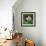 Lotus in flower in garden, Vendee, France-Loic Poidevin-Framed Photographic Print displayed on a wall