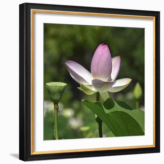 Lotus in flower in garden, Vendee, France-Loic Poidevin-Framed Photographic Print