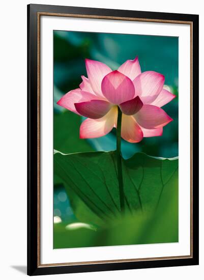 Lotus In Radiance-Nhiem Hoang The-Framed Giclee Print