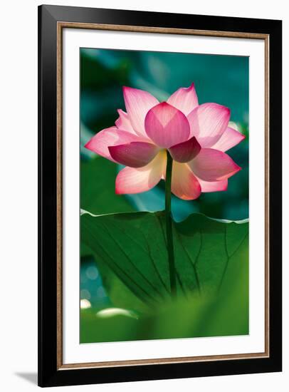 Lotus In Radiance-Nhiem Hoang The-Framed Giclee Print