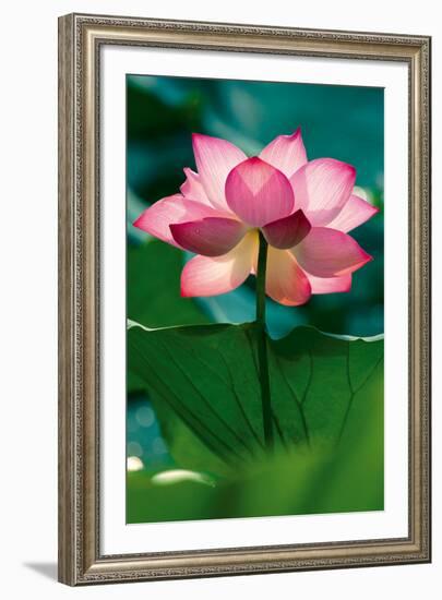 Lotus In Radiance-Nhiem Hoang The-Framed Giclee Print