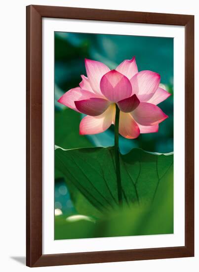 Lotus In Radiance-Nhiem Hoang The-Framed Giclee Print