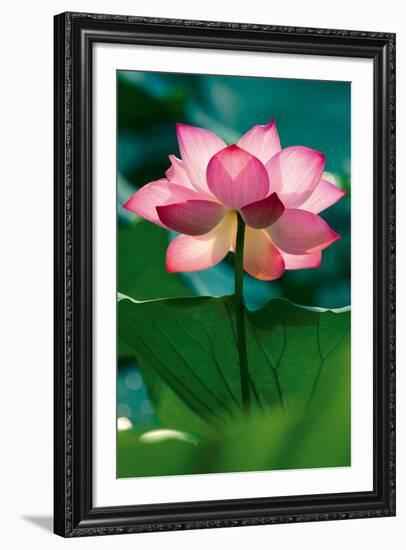 Lotus In Radiance-Nhiem Hoang The-Framed Giclee Print