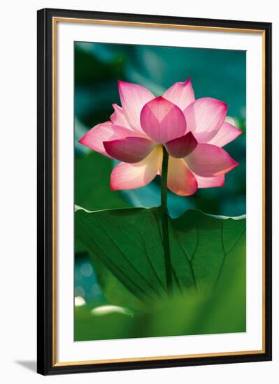 Lotus In Radiance-Nhiem Hoang The-Framed Giclee Print