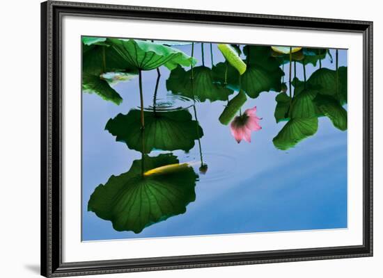 Lotus In Reflection-Nhiem Hoang The-Framed Giclee Print