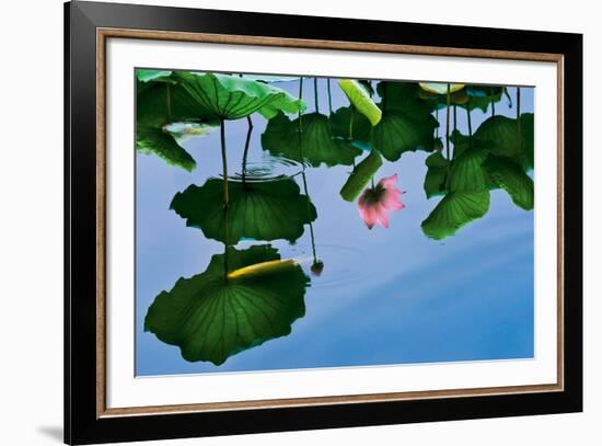 Lotus In Reflection-Nhiem Hoang The-Framed Giclee Print