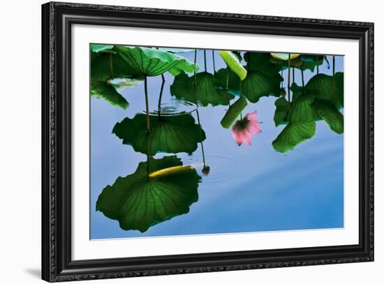 Lotus In Reflection-Nhiem Hoang The-Framed Giclee Print