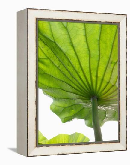 Lotus Leaf Texture-Michele Molinari-Framed Premier Image Canvas