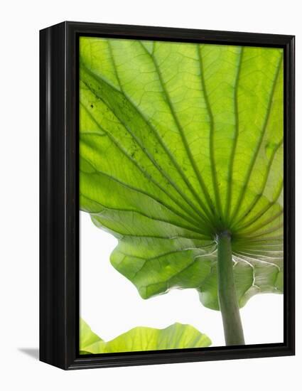 Lotus Leaf Texture-Michele Molinari-Framed Premier Image Canvas