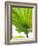 Lotus Leaf Texture-Michele Molinari-Framed Photographic Print