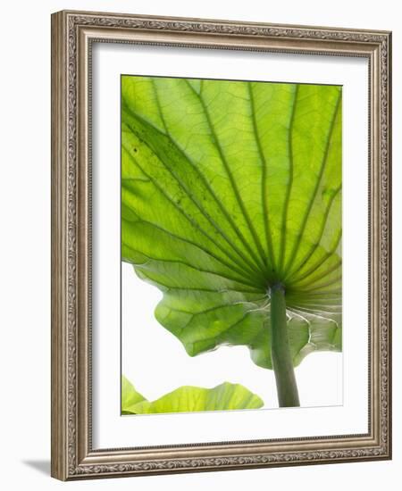 Lotus Leaf Texture-Michele Molinari-Framed Photographic Print