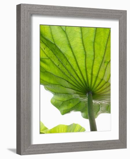 Lotus Leaf Texture-Michele Molinari-Framed Photographic Print