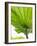 Lotus Leaf Texture-Michele Molinari-Framed Photographic Print