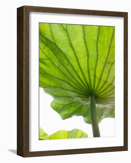 Lotus Leaf Texture-Michele Molinari-Framed Photographic Print