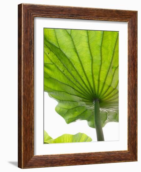 Lotus Leaf Texture-Michele Molinari-Framed Photographic Print