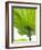 Lotus Leaf Texture-Michele Molinari-Framed Photographic Print