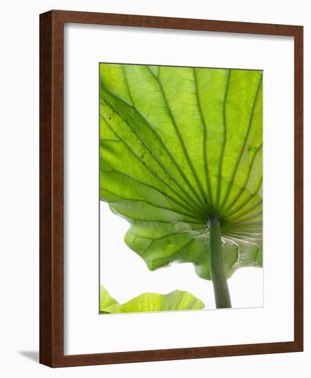 Lotus Leaf Texture-Michele Molinari-Framed Photographic Print