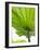 Lotus Leaf Texture-Michele Molinari-Framed Photographic Print