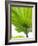 Lotus Leaf Texture-Michele Molinari-Framed Photographic Print