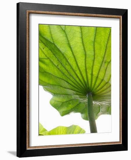 Lotus Leaf Texture-Michele Molinari-Framed Photographic Print