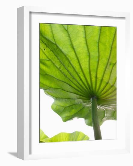 Lotus Leaf Texture-Michele Molinari-Framed Photographic Print