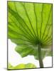 Lotus Leaf Texture-Michele Molinari-Mounted Photographic Print