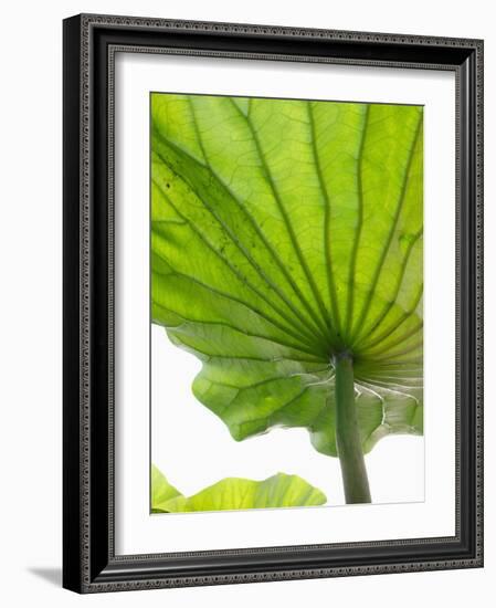 Lotus Leaf Texture-Michele Molinari-Framed Photographic Print