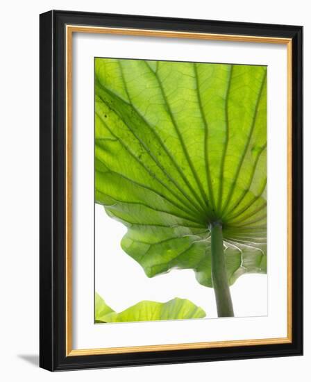 Lotus Leaf Texture-Michele Molinari-Framed Photographic Print