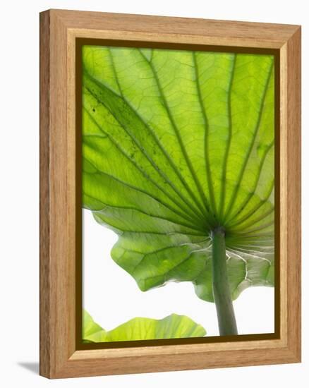 Lotus Leaf Texture-Michele Molinari-Framed Premier Image Canvas