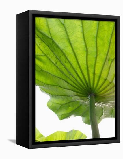 Lotus Leaf Texture-Michele Molinari-Framed Premier Image Canvas