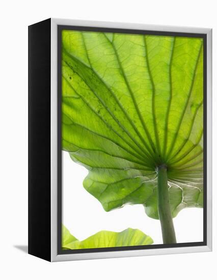 Lotus Leaf Texture-Michele Molinari-Framed Premier Image Canvas