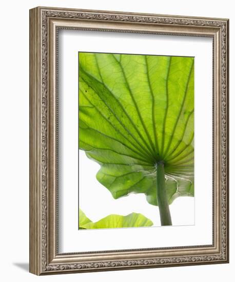 Lotus Leaf Texture-Michele Molinari-Framed Photographic Print