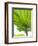 Lotus Leaf Texture-Michele Molinari-Framed Photographic Print