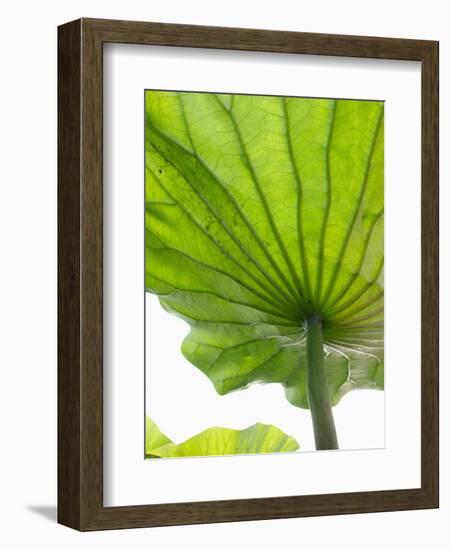 Lotus Leaf Texture-Michele Molinari-Framed Photographic Print