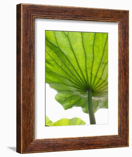 Lotus Leaf Texture-Michele Molinari-Framed Photographic Print