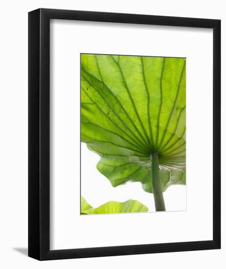 Lotus Leaf Texture-Michele Molinari-Framed Photographic Print