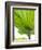 Lotus Leaf Texture-Michele Molinari-Framed Photographic Print