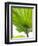 Lotus Leaf Texture-Michele Molinari-Framed Photographic Print