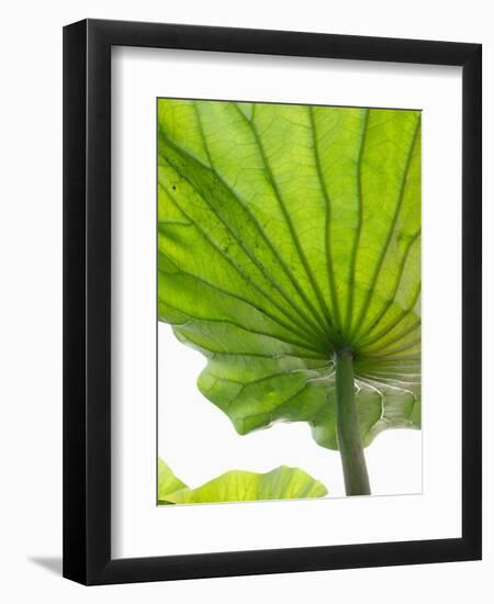 Lotus Leaf Texture-Michele Molinari-Framed Photographic Print