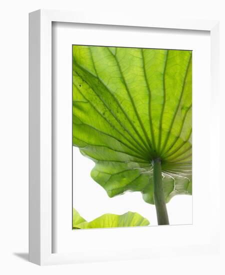 Lotus Leaf Texture-Michele Molinari-Framed Photographic Print