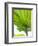 Lotus Leaf Texture-Michele Molinari-Framed Photographic Print