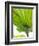 Lotus Leaf Texture-Michele Molinari-Framed Photographic Print