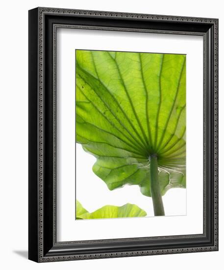 Lotus Leaf Texture-Michele Molinari-Framed Photographic Print