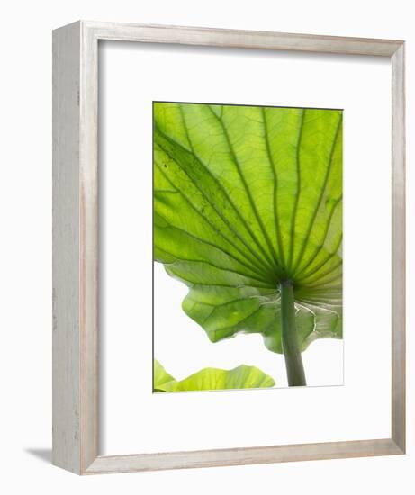 Lotus Leaf Texture-Michele Molinari-Framed Photographic Print