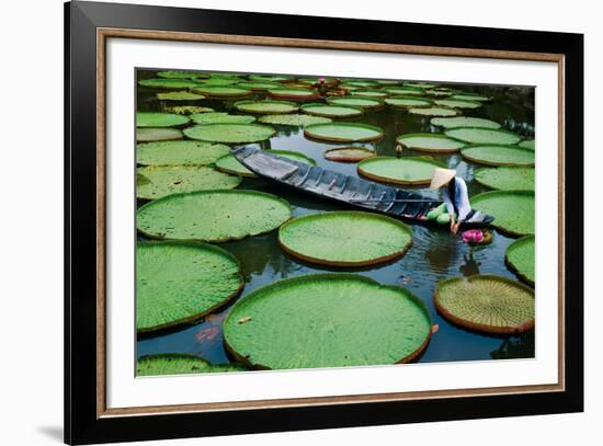 Lotus Leaves At Dong Thap-Nhiem Hoang The-Framed Giclee Print