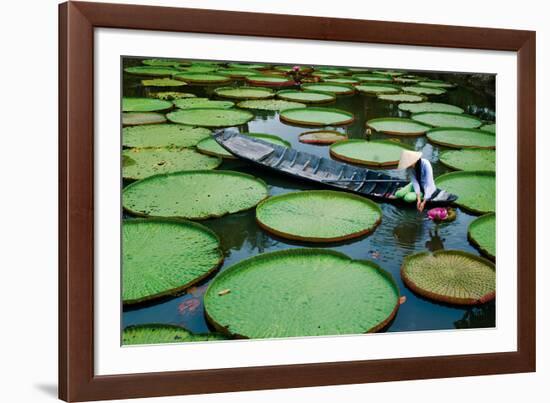 Lotus Leaves At Dong Thap-Nhiem Hoang The-Framed Giclee Print