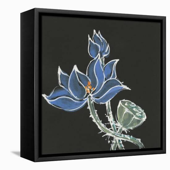 Lotus on Black VI-Chris Paschke-Framed Stretched Canvas