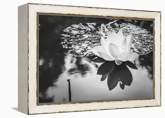 Lotus or Water Lily Flower-SweetCrisis-Framed Premier Image Canvas
