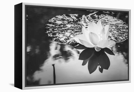 Lotus or Water Lily Flower-SweetCrisis-Framed Premier Image Canvas