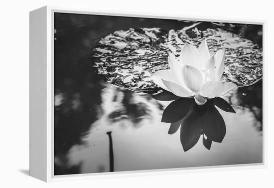 Lotus or Water Lily Flower-SweetCrisis-Framed Premier Image Canvas